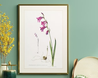 Marsh Gladiolus original print from 1959 vintage poster wild plant botanical illustration