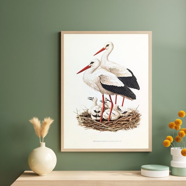 Klapperstorch originaler Druck von 1952 vintage Poster Wildvögel alte Illustration