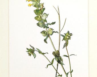 May include: An antique botanical illustration of a plant with green leaves and yellow flowers. The detailed drawing shows the plant's stems, leaves, and seed pods against a white background. The artwork is a vintage print, showcasing the beauty of nature.