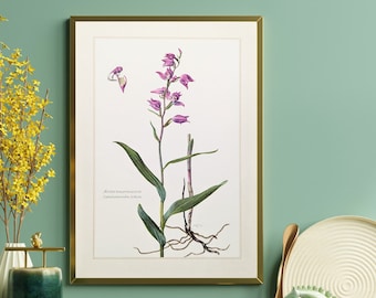 Red helleborine original print from 1959 vintage poster wildflowers botanical illustration orchid family