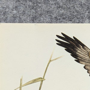 Marsh Harrier original print from 1952 vintage poster bird of prey old illustration image 4