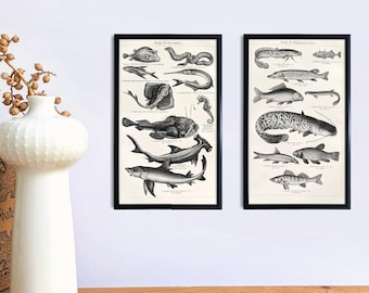 Fishes original print from 1927 vintage poster sea fishes and freshwater fishes old illustration