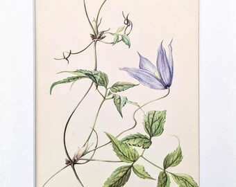 May include: A botanical illustration of a Clematis alpina plant. The artwork features a delicate stem with green leaves and two purple flowers in full bloom. The text "Alpen-Waldrebe, Clematis alpina" is at the bottom.