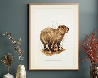 Capybara original print from 1959 vintage poster wildlife old illustration