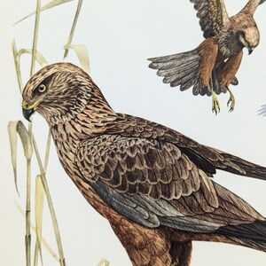 Marsh Harrier impression originale de 1952 affiche vintage oiseau de proie vieille illustration image 6