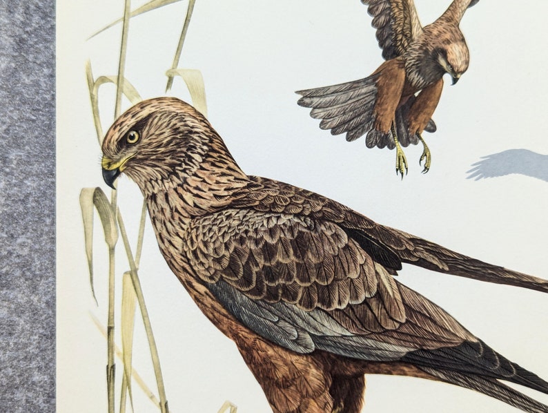 Marsh Harrier impression originale de 1952 affiche vintage oiseau de proie vieille illustration image 6