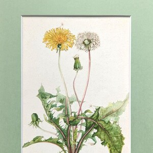 May include: A framed botanical print featuring a detailed illustration of dandelions. The image showcases a vibrant yellow dandelion flower in full bloom, a white seed head, and a green bud, with detailed green leaves.