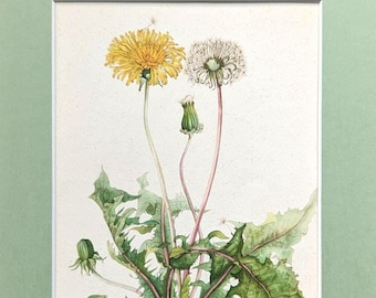 Może przedstawiać: Oprawiony botaniczny nadruk przedstawiający szczegółową ilustrację mniszków lekarskich. Obraz przedstawia żywy żółty kwiat mniszka lekarskiego w pełnym rozkwicie, białą główkę nasienną i zielony pączek ze szczegółowymi zielonymi liśćmi.