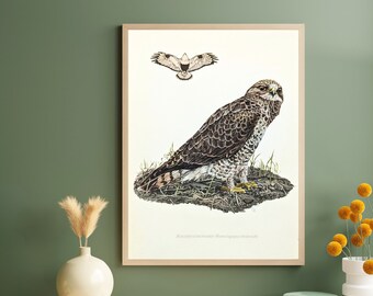 Rough-legged Buzzard original print from 1952 vintage poster bird of prey old illustration