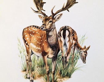 Tiere