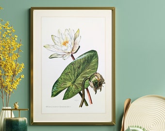 Water lily original print from 1959 vintage poster aquatic plants botanical illustration