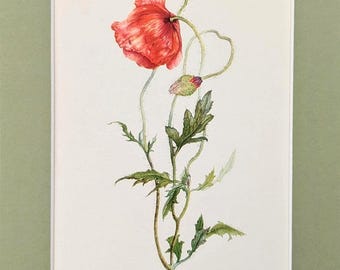 May include: A botanical illustration of a red poppy flower with green leaves and stems. The flower is in full bloom, with delicate petals and a detailed depiction of the plant's structure. The artwork is set against a white background.