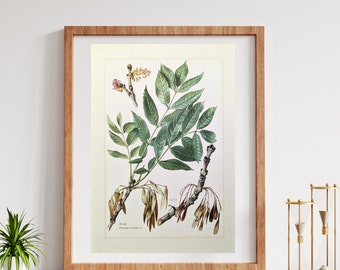 Ash original print from 1959 vintage poster botanical illustration tree species