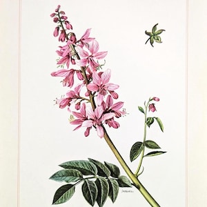 Diptam vintage plant print from 1959 medicinal plant original lithograph wild herbs botanical illustration gift for gardener wildflower