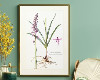 Impression originale Mosquito-Handelwort de 1959 affiche vintage fleurs sauvages illustration botanique famille d’orchidées