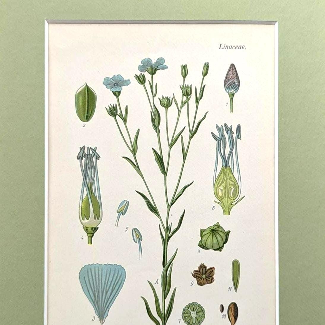 Linen vintage plant print from 1954, flax botanical lithograph, wild plant antique illustration with passe-partout