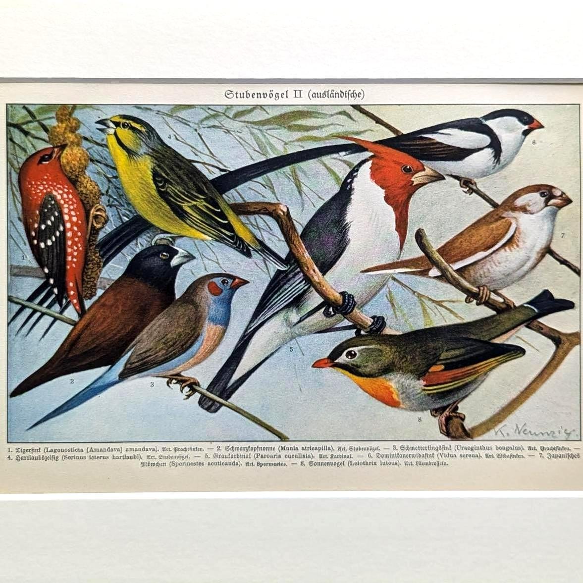 鳴鳥アンティーク鳥プリント 1927年オリジナルリトグラフ 野鳥