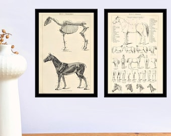 Horses original lithograph from 1927 vintage poster anatomy of the horse