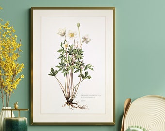 Wood Anemone original print from 1959 vintage poster wildflowers botanical illustration