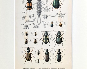 May include: Vintage entomology print featuring detailed illustrations of various beetle species. The print showcases a variety of beetles in different sizes and colors, with scientific names and numbers. A classic piece for insect enthusiasts and collectors.