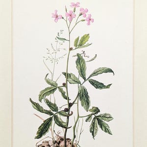 Zahnwurz Vintage Pflanzen Druck von 1959 Heilpflanze antike Lithographie Wildkräuter botanische Illustration Geschenk für Gärtner Heilkraut