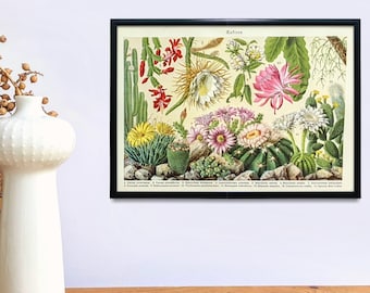 Litografia originale di cactus del 1927 poster vintage succulenta illustrazione botanica