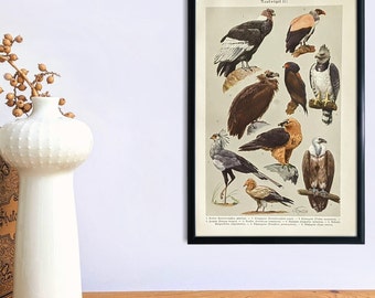 Birds of prey original lithograph from 1927 vintage poster wild birds old illustration