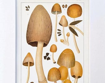 Antique Mushroom Print 1915 – Botanical Illustration Historical Lithograph – Vintage Mushroom Wall Art with Passepartout