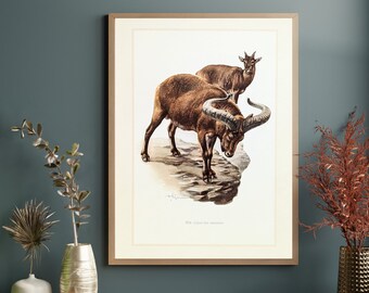 Stampa originale dello stambecco alpino dal poster vintage del 1959, vecchia illustrazione della fauna selvatica