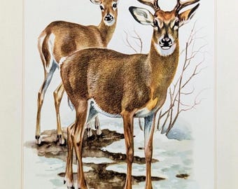 Tiere