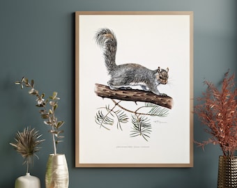 Squirrel original print from 1959 vintage poster grey squirrel old illustration