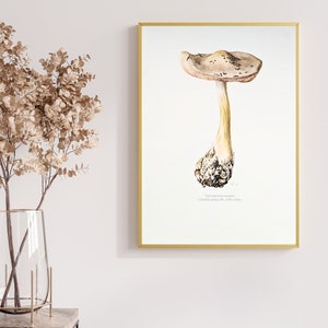 Ackerscheidling original print from 1959 vintage poster edible mushroom botanical illustration