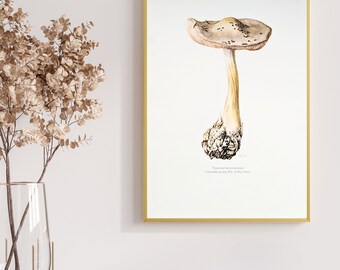 Ackerscheidling original print from 1959 vintage poster edible mushroom botanical illustration