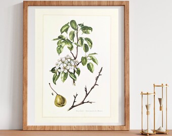 Wilde peer originele print uit 1959 vintage poster peer botanische illustratie pitvruchten