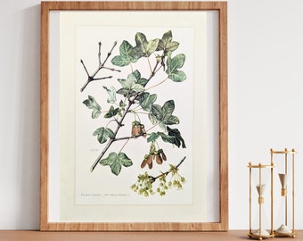 Field maple original print from 1959 vintage poster tree species botanical illustration maple