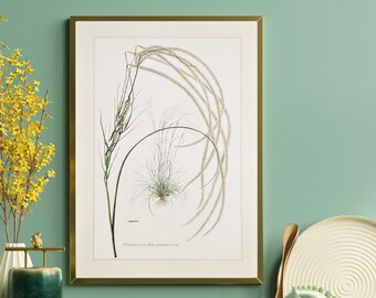 Feather grass original print from 1959 vintage poster wild plant botanical illustration