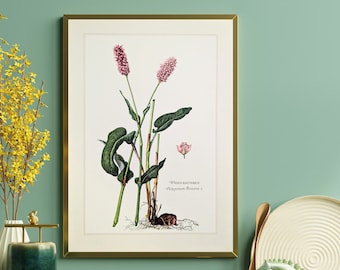 Impresión original de pradera nudosa de 1959 cartel vintage ilustración botánica de plantas medicinales