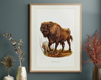 Wisent originaler Druck von 1959 vintage Poster Wildtiere alte Illustration