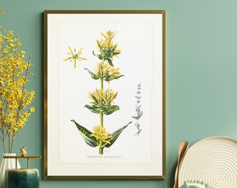 Impresión original de genciana amarilla de 1959 cartel vintage plantas medicinales ilustración botánica