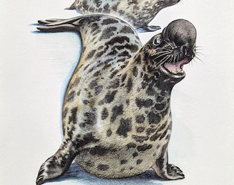 May include: A detailed illustration of two seals. The foreground seal is in a playful pose, with its mouth open and whiskers visible. The seals have a spotted pattern in shades of gray and black. The background shows a second seal.