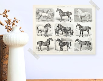 Horses antique print from 1893 vintage poster original horse breeds old illustration