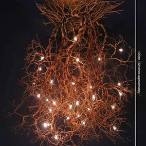 Pu&ograve; includere: Un grande lampadario intrecciato in modo intricato fatto di rami naturali con luci bianche calde. Il lampadario misura fino a 100 cm di diametro e 55 cm di altezza.