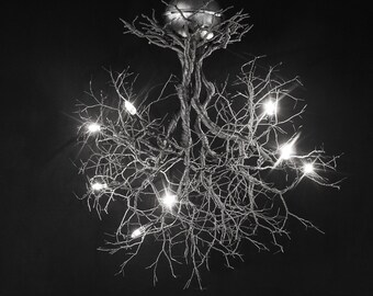 Collezione ROOTS - Radici da piccole a medie