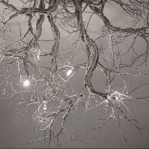 ROOTS Collection Roots Large Pewter wire