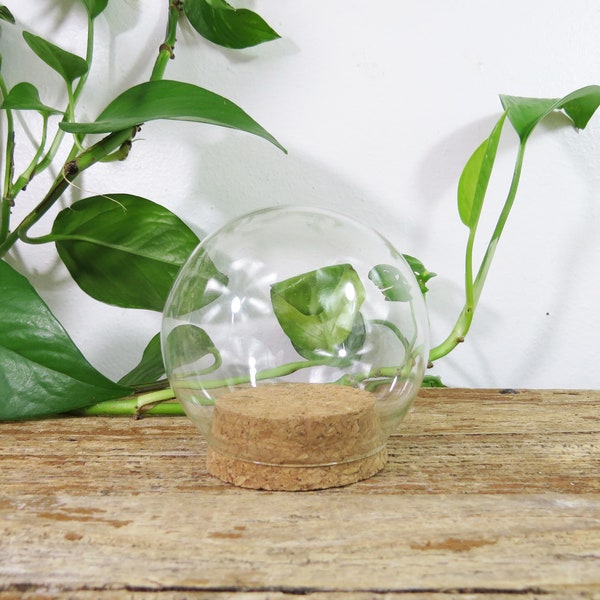 Small Glass Dome Globe with Cork Bottom 3" x 3"