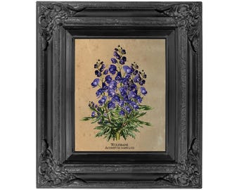 Wolfsbane Botanical Print, Antique Poison Plant Art (Digital Download)