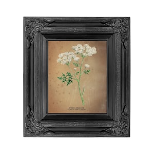 Botanical Print Poison Hemlock Grungy Paper Digital Download 8 x 10 and 5 x 7 JPEG 300 DPI