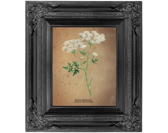 Poison Hemlock Botanical Print Digital Download 8 x 10 and 5 x 7 JPEG 300 DPI