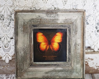 Butterfly Specimen Art Print, Morpho aurumflamma "The Gilded Wing"