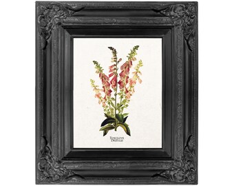 Foxglove Botanical Print, Antique Illustration (Digital Download)